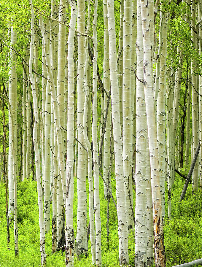 Aspen Trees In Spring Photograph by Adventure photo