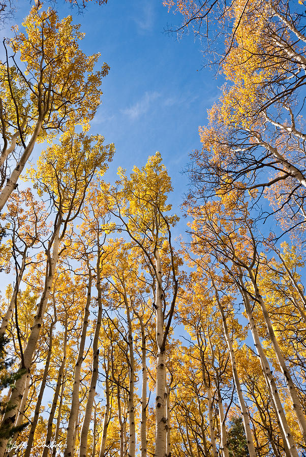 Aspen Trees in the Fall Photograph by Jeff Goulden