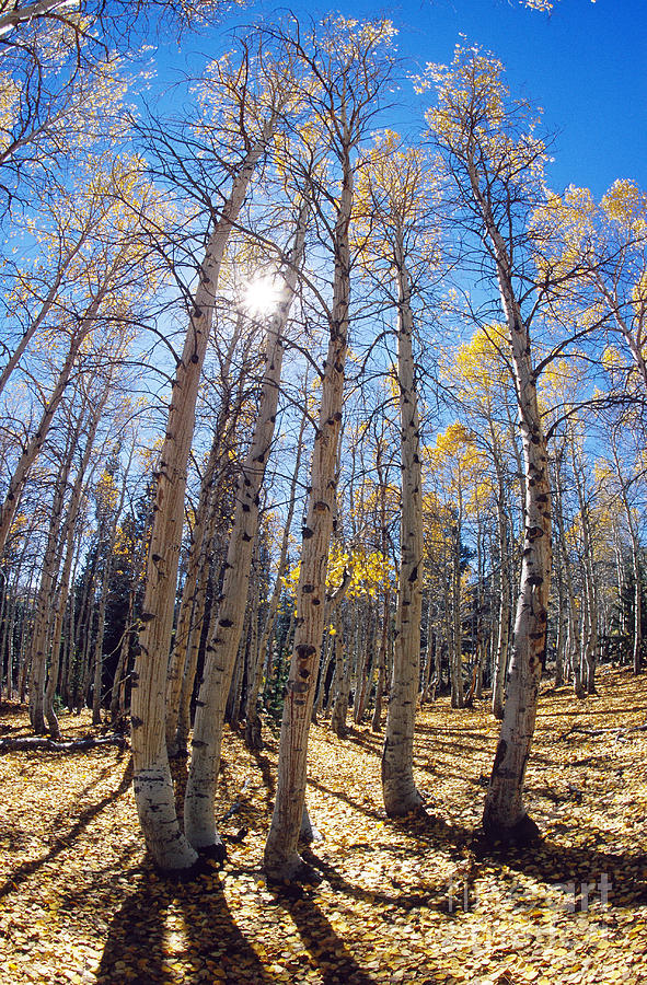 Aspen Trees In The Sun Photograph by George D. Lepp