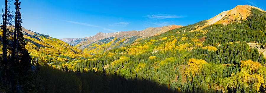 Aspen Trees On A Mountain, Red Photograph by Panoramic Images | Fine ...