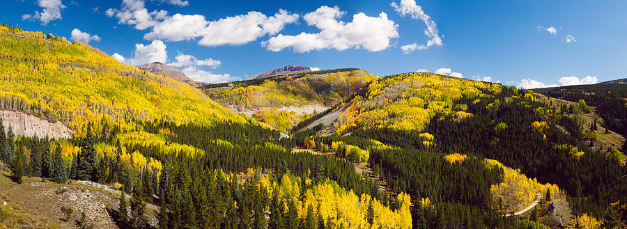 Aspen Trees On A Mountain, San Juan Photograph by Panoramic Images