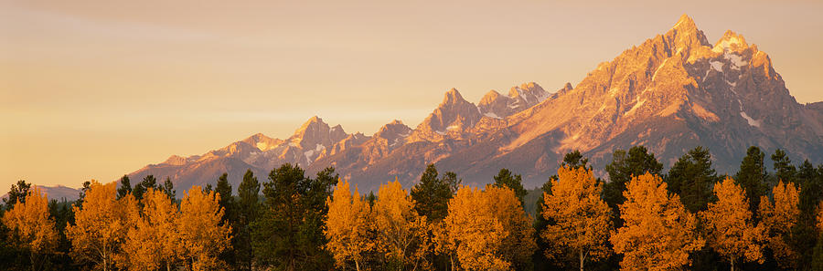 Grand Teton National Park Photograph - Aspen Trees On A Mountainside, Grand by Panoramic Images
