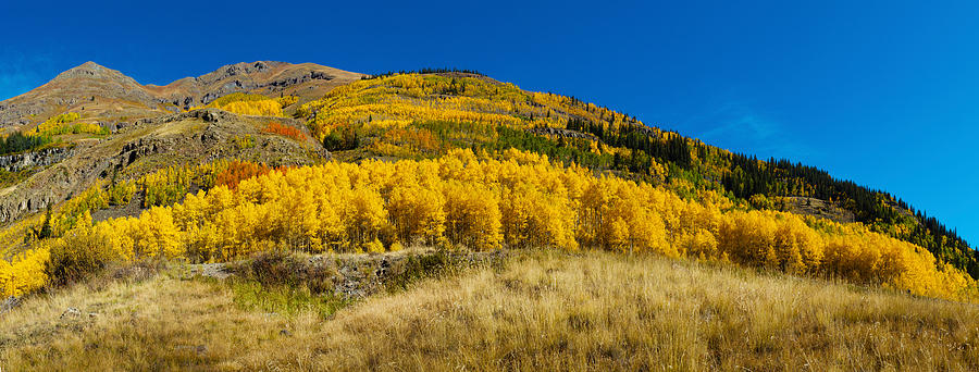 Aspen Trees On Mountain, Alpine Loop Photograph by Panoramic Images ...