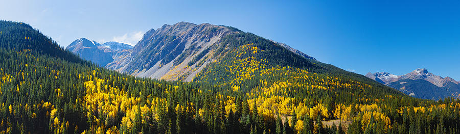 Aspen Trees On Mountain, Little Giant Photograph by Panoramic Images ...