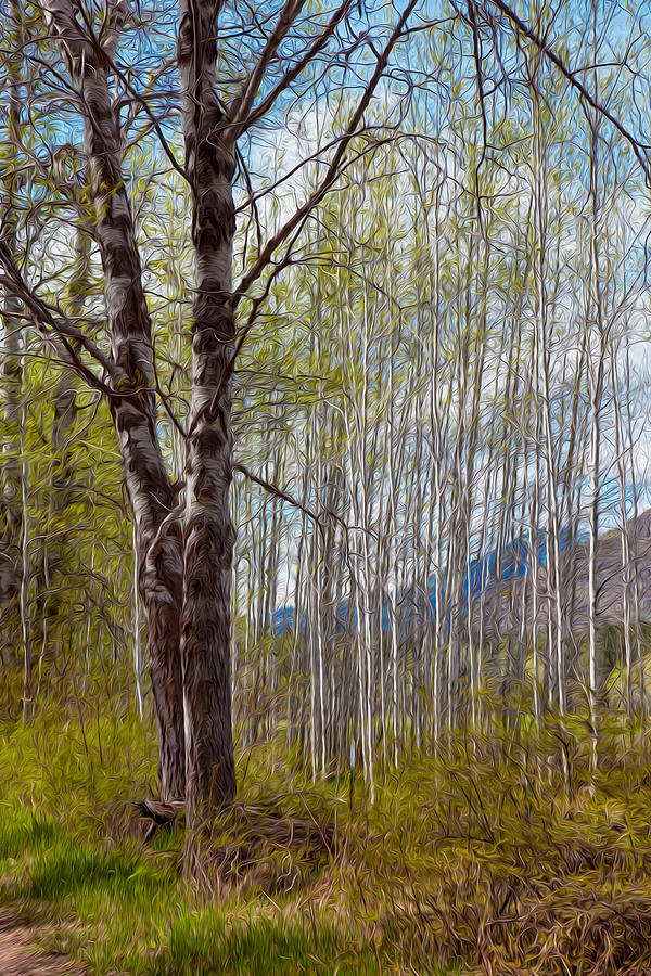 Abstract Painting - Aspen Trees Proudly Standing by Omaste Witkowski