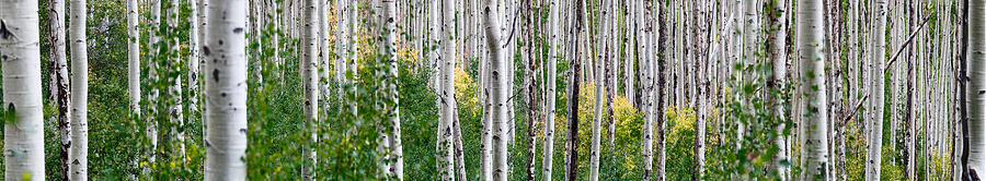 Tree Photograph - Aspen Trees by Steve Gadomski
