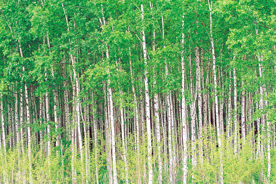 Tree Photograph - Aspen Trees, View From Below by Panoramic Images