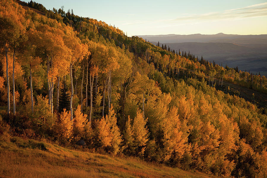 Aspen Trees With Fall Colors At Dusk Photograph by Karen Desjardin