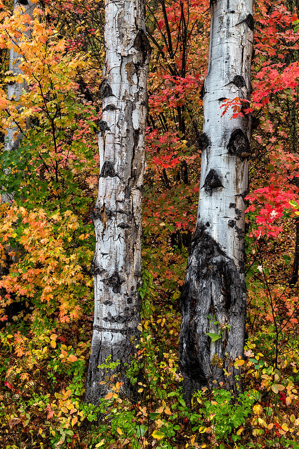 Aspen Trunks in Autumn Photograph by Kathleen Bishop
