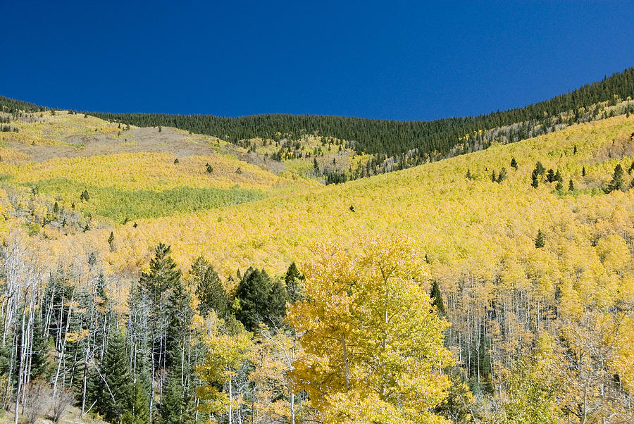 Aspen Vista Santa Fe Photograph by Dick Smith - Pixels