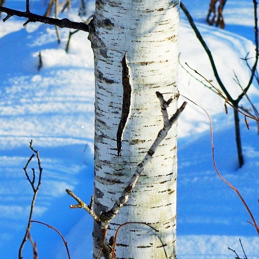 Aspen - Winter -Assiniboine Forest Photograph by Desmond Raymond