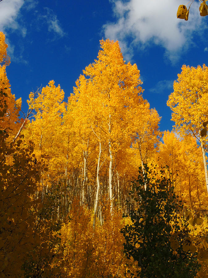 aspen WOW Photograph by Steve Anderson - Fine Art America