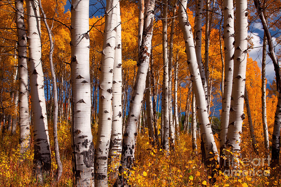 Aspens Photograph by Aaron Whittemore