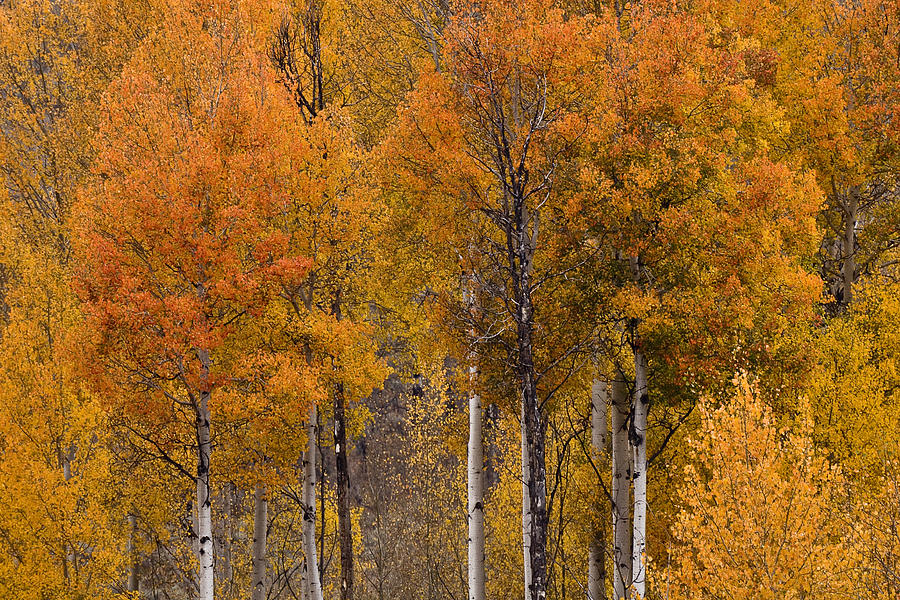 Aspens Ablaze Photograph by Wes and Dotty Weber