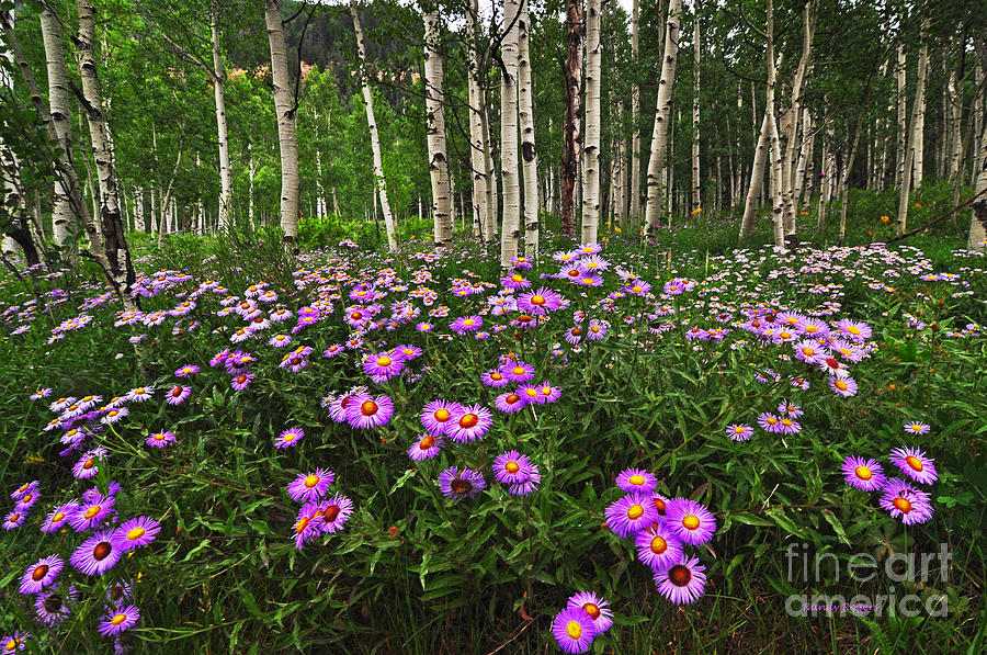 Spring Photograph - Aspens and Asters by Randy Rogers