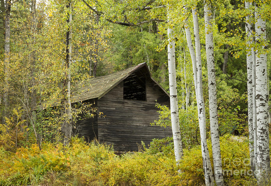 Aspens and Barn Photograph by Idaho Scenic Images Linda Lantzy
