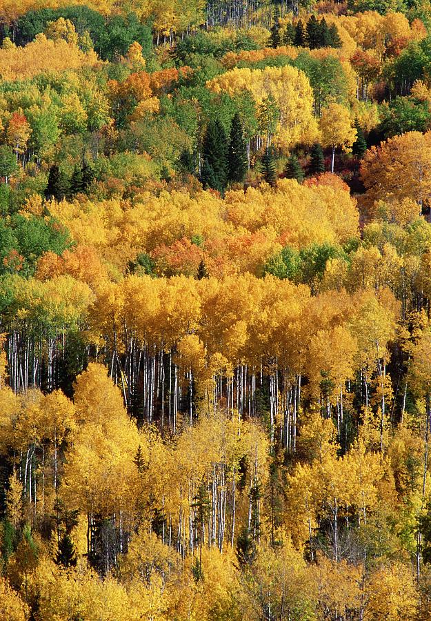 Aspens And Birches In Autumn Photograph by Kaj R. Svensson/science ...