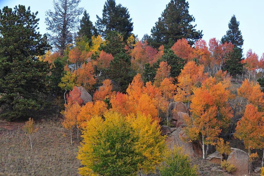 Aspens and Boulders on Autumn Mountainside Photograph by Marilyn Burton