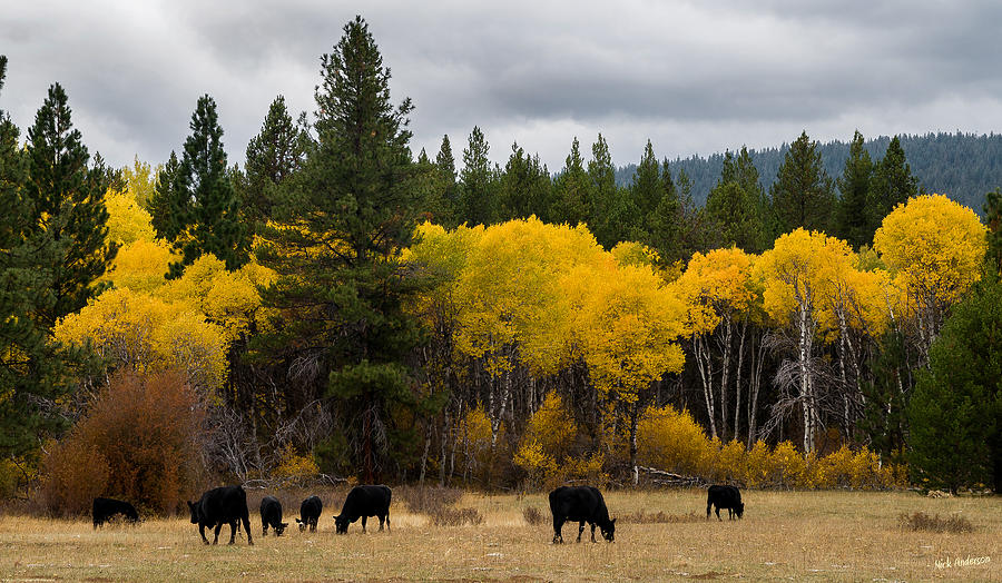 Aspens and Cows Photograph by Mick Anderson