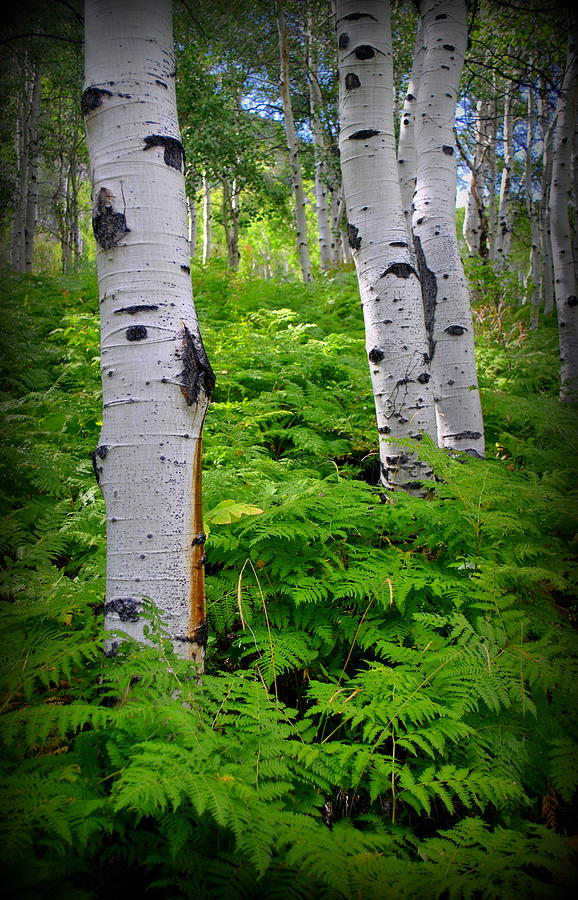 Aspens and Ferns Photograph by Nathan Abbott