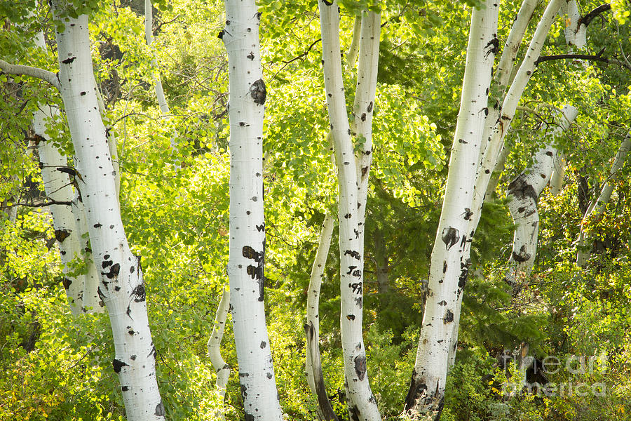 Aspens and Green Photograph by Idaho Scenic Images Linda Lantzy