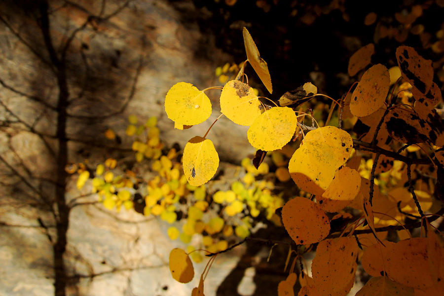 Aspens and Shadows Photograph by Daniel Woodrum