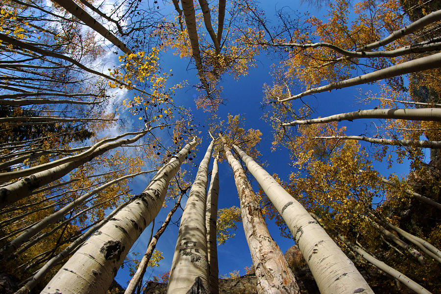 Aspens and Sky Photograph by Daniel Woodrum