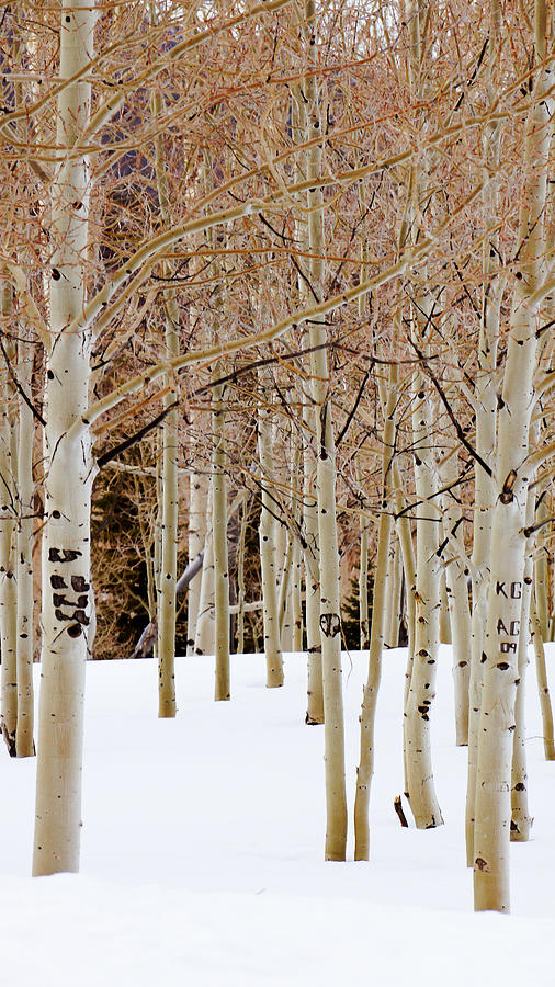 Aspens And Snow Photograph