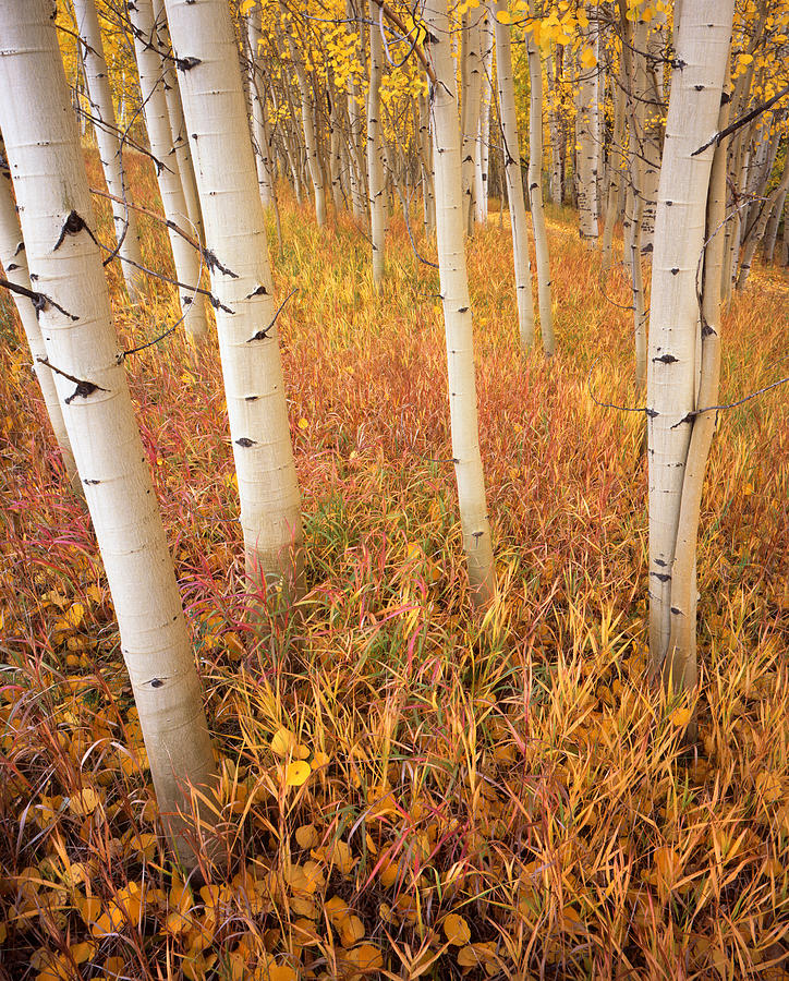 Aspens at Telluride Photograph by Ray Mathis