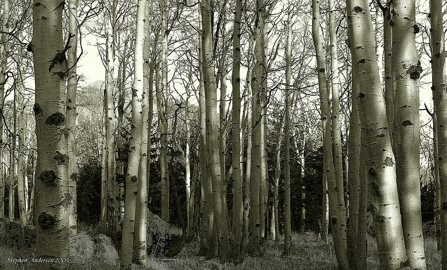 Aspens Black and White by Stephen Andersen Aspens Black and White by Stephen Andersen