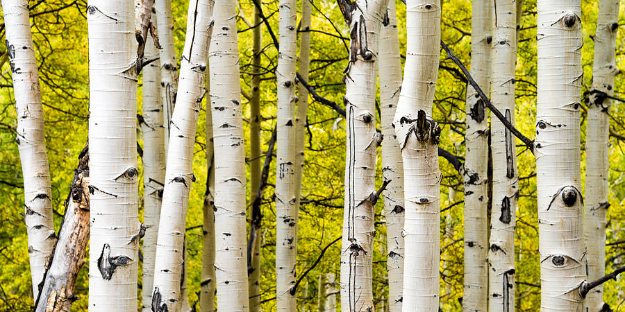 Tree Photograph - Aspens by Chad Dutson