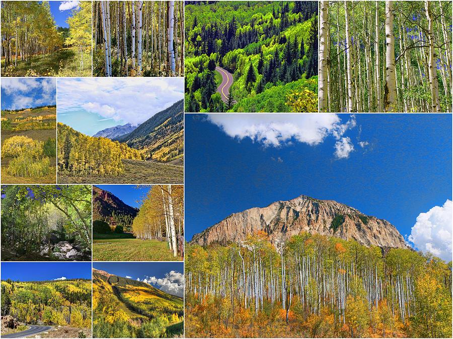 Aspens Collage Photograph by Allen Beatty