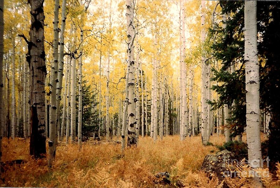 Aspens Photograph by Fred Wilson