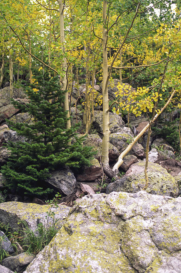 Aspens From Rocks Photograph by Sally Weigand