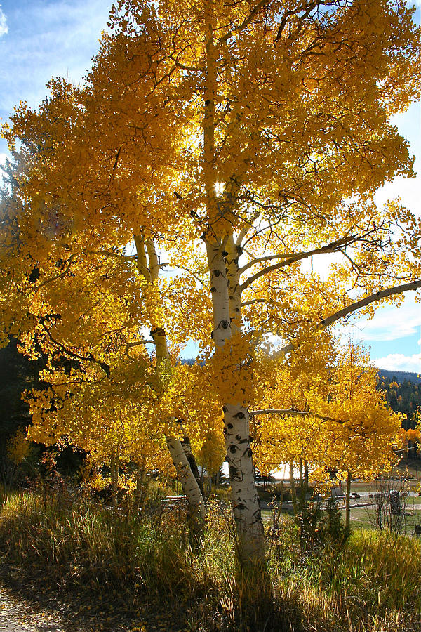 Aspens Gold Photograph by Patricia Haynes