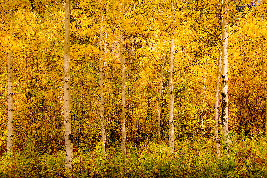 Aspens in Autumn Photograph by Greni Graph