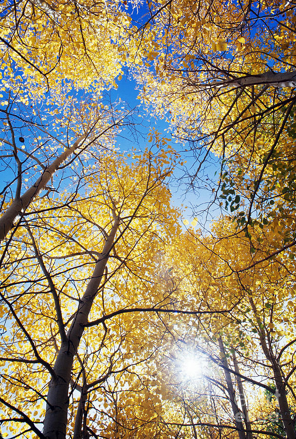 Aspens In Autumn Photograph by Dennis Flaherty