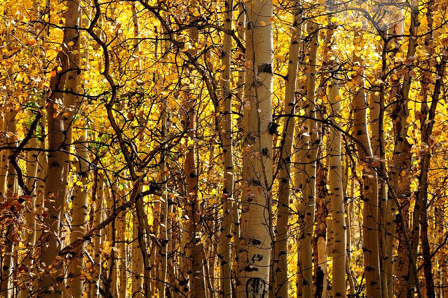 Aspens in Autumn Photograph by Marilyn Burton