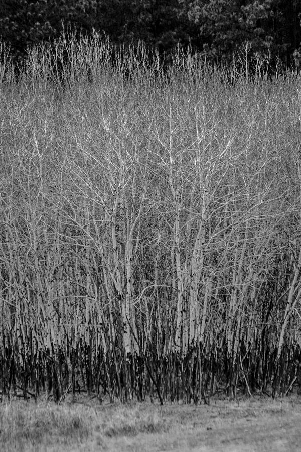Aspens in Black and White Photograph by Greni Graph