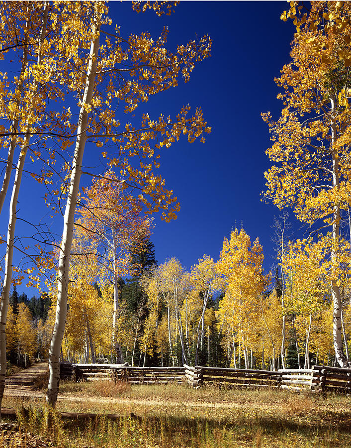Aspens in Fall - V Photograph by Ed  Cooper Photography