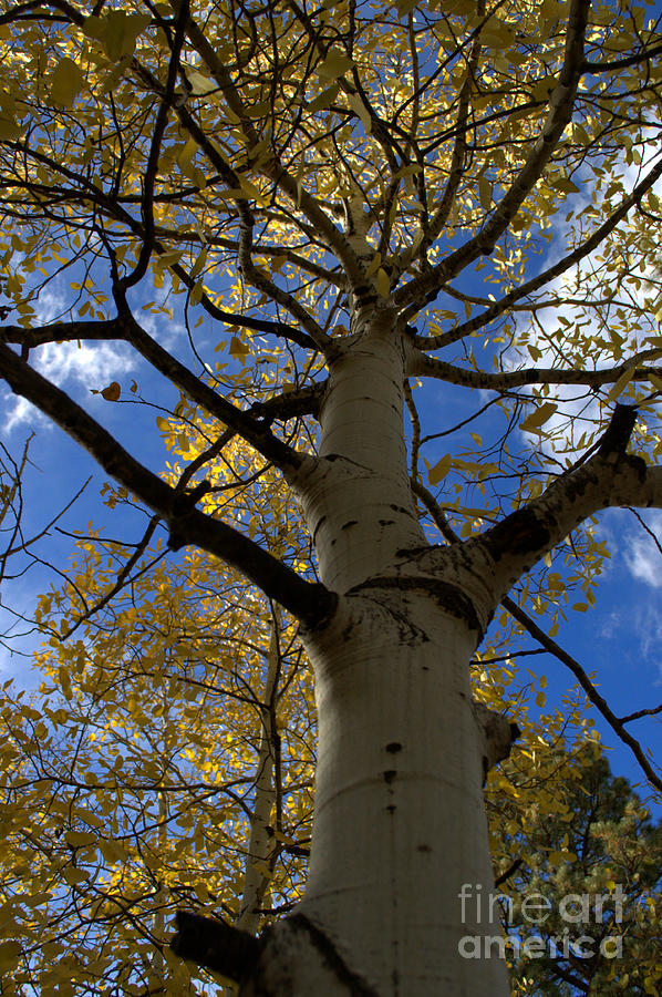 Fall Photograph - Aspens in Fall  by Anjanette Douglas