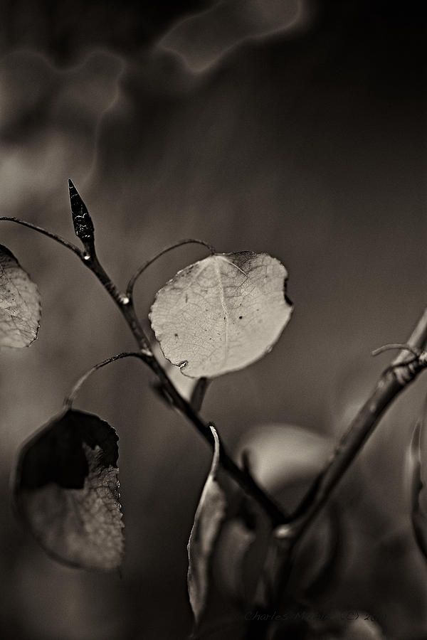 Aspens In Fall Photograph