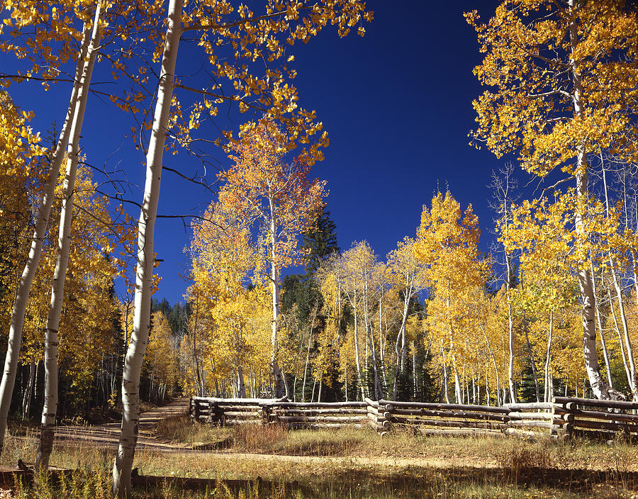Aspens in Fall Photograph by Ed  Cooper Photography