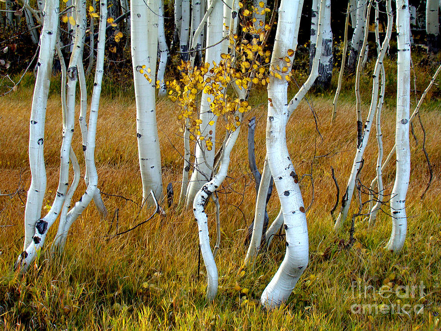 Nature Photograph - Aspens in Fall by Eva Kato