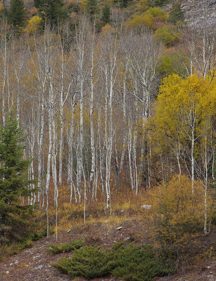 Aspens In Fall Photograph by Ron Crabtree