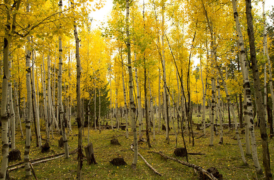 Aspens in Fall Photograph by Tom Kelly