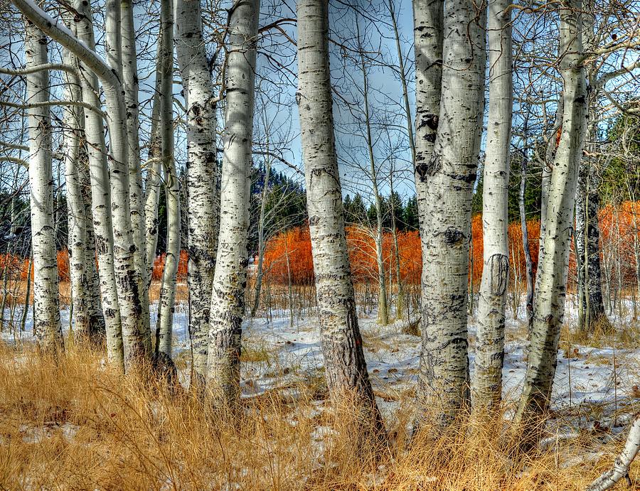 Nature Photograph - Aspens in Fall by Zen Williston