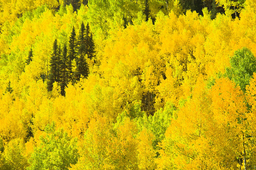 Aspens In Peak Fall Foliage Photograph by Donovan Reese