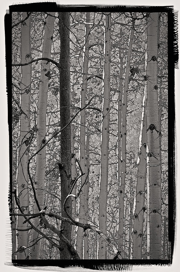 Aspens in Platinum Photograph by Charles Muhle
