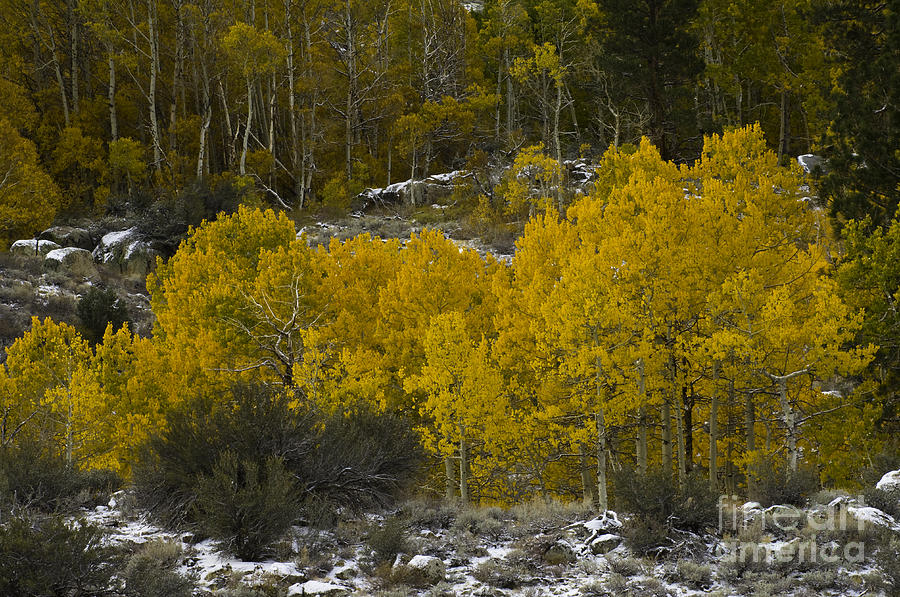 Aspens In Snow Photograph by John Shaw